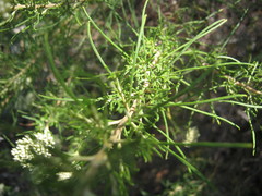 Cassinia complanata