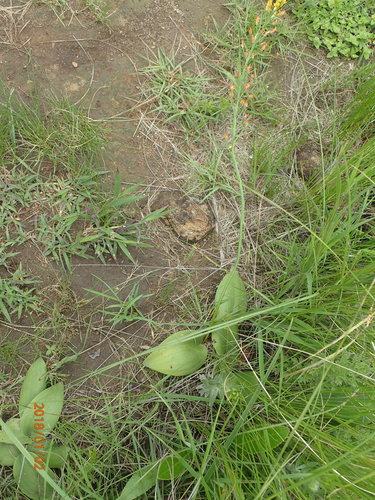 Image of Eriospermum mackenii by no rights reserved