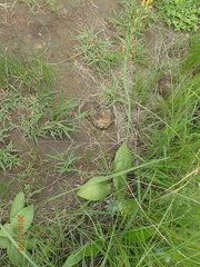 Eriospermum mackenii