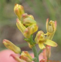 Eriospermum mackenii