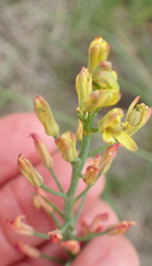 Eriospermum mackenii