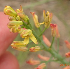 Eriospermum mackenii