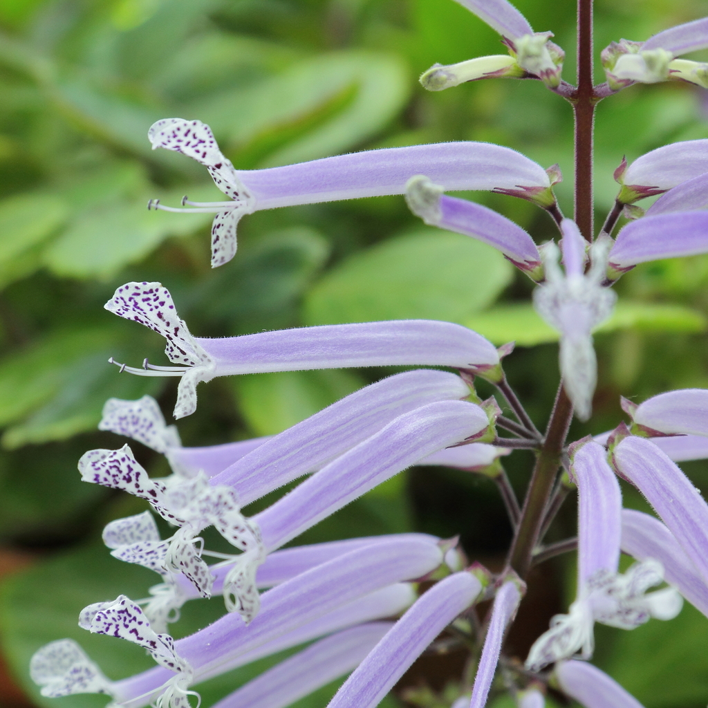 Pondo Spurflower