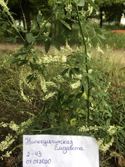 Melilotus albus