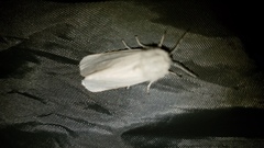 Spilosoma urticae