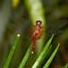 Red-mantled Dragonlet - Photo (c) David Reed, some rights reserved (CC BY-NC-SA)