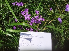 Campanula patula