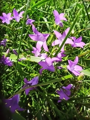 Campanula patula