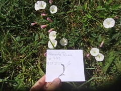 Convolvulus arvensis