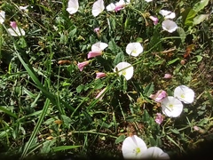 Convolvulus arvensis