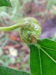 Pemphigus spyrothecae