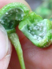 Pemphigus spyrothecae