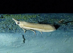 Pima albiplagiatella