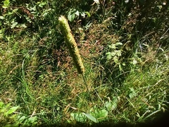 Phleum pratense