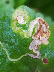 Phytomyza glechomae