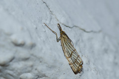 Chrysocrambus linetella