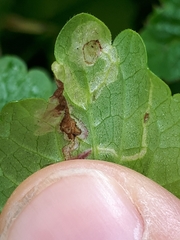 Phytomyza glechomae