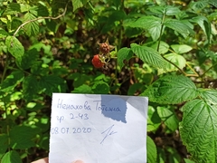 Rubus idaeus