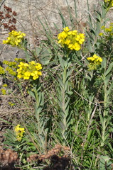 Alyssoides utriculata