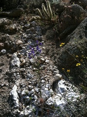 Delphinium parishii subglobosum