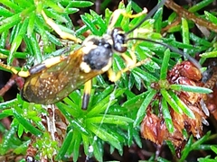 Amblyteles armatorius