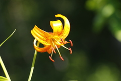 Lilium debile