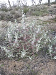 Dissocarpus paradoxus