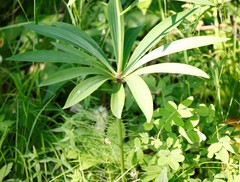 Lilium debile