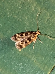 Martyringa latipennis