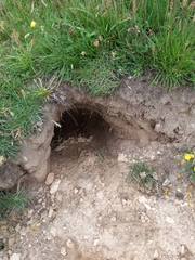 Marmota marmota