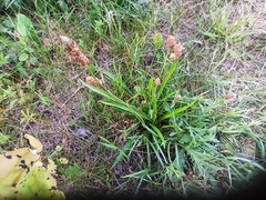 Plantago lanceolata