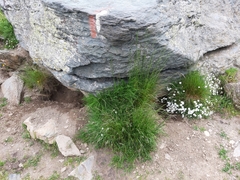 Marmota marmota