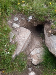 Marmota marmota
