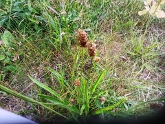 Plantago lanceolata