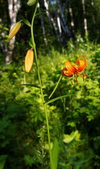Lilium debile