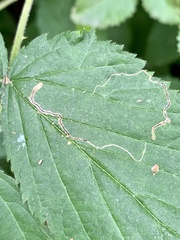 Stigmella villosella