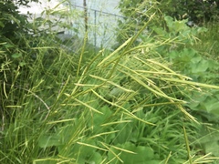 Brachypodium pinnatum