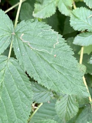 Stigmella villosella