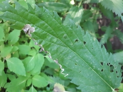 Agromyza pseudoreptans