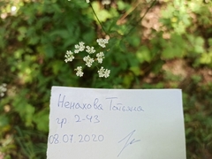 Anthriscus sylvestris