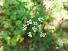 Anthriscus sylvestris