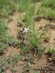 Chlorophytum fasciculatum