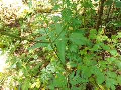 Anthriscus sylvestris