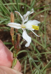 Chlorophytum fasciculatum