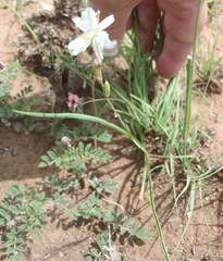 Chlorophytum fasciculatum