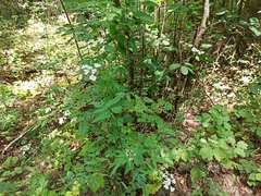 Anthriscus sylvestris