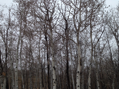 Populus