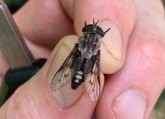 Tabanus trimaculatus