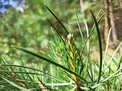 Pinus sylvestris