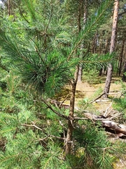 Pinus sylvestris